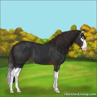 Horse Color:Liver Chestnut Sabino Splash 