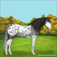 Horse Color:Liver Red Roan Splash Appaloosa Rabicano 