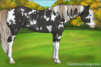 Horse Color:White Spotted Liver Chestnut Splash Rabicano 