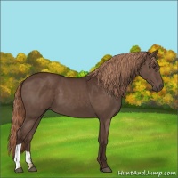 Horse Color:Liver Chestnut 