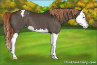 Horse Color:Liver Chestnut Splash Appaloosa 
