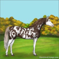Horse Color:Liver Chestnut Splash Blanket 