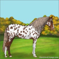 Horse Color:Liver Chestnut Appaloosa 