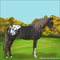 Horse Color:Liver Chestnut Appaloosa 