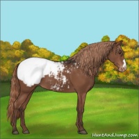 Horse Color:Liver Chestnut Snowcap 