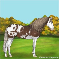 Horse Color:Liver Chestnut Splash Appaloosa 