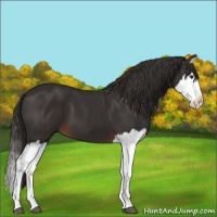 Horse Color:Liver Chestnut Splash 