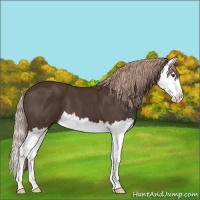 Horse Color:Liver Chestnut Splash 