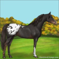 Horse Color:Liver Chestnut Blanket Rabicano