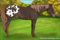 Horse Color:Liver Chestnut Appaloosa 
