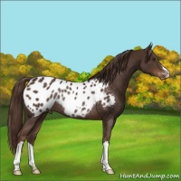 Horse Color:Liver Chestnut Appaloosa Rabicano