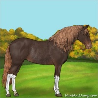 Horse Color:Liver Chestnut Varnish Rabicano 