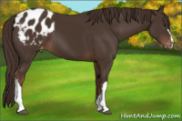Horse Color:Liver Chestnut Appaloosa 
