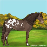 Horse Color:Liver Chestnut Appaloosa 