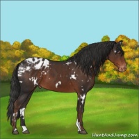 Horse Color:White Spotted Liver Chestnut Varnish