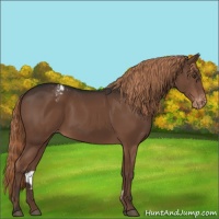 Horse Color:Liver Chestnut Varnish 