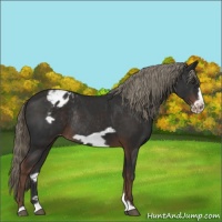 Horse Color:Liver Chestnut Frame Varnish Rabicano 