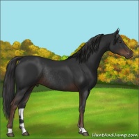 Horse Color:Liver Chestnut Rabicano 