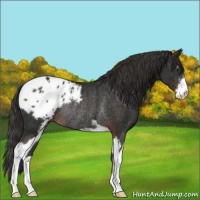 Horse Color:Liver Chestnut Sabino Blanket Rabicano 