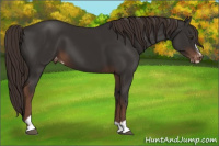 Horse Color:Liver Chestnut Sabino Appaloosa 