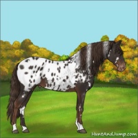 Horse Color:White Spotted Liver Chestnut Near Leopard 