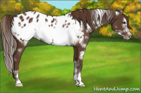 Horse Color:White Spotted Liver Chestnut Sabino Frame Appaloosa 