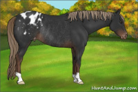 Horse Color:Liver Chestnut Appaloosa Rabicano 