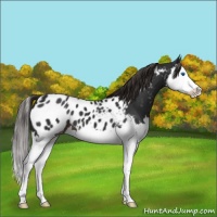 Horse Color:Liver Chestnut Splash Near Leopard 