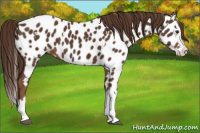 Horse Color:White Spotted Liver Chestnut Splash Appaloosa 