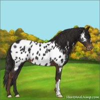 Horse Color:Liver Chestnut Near Leopard 