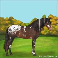 Horse Color:White Spotted Liver Chestnut Sabino Appaloosa 