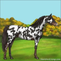 Horse Color:Liver Chestnut Near Leopard 