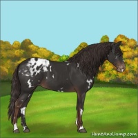 Horse Color:White Spotted Liver Chestnut Sabino Varnish 