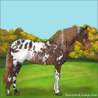 Horse Color:White Spotted Liver Chestnut Blanket Rabicano 
