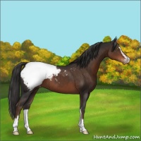 Horse Color:Liver Chestnut Sabino Varnish 