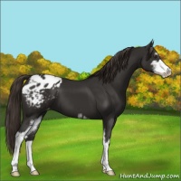 Horse Color:Liver Chestnut Sabino Varnish 