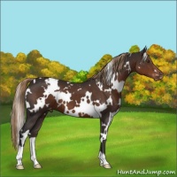 Horse Color:White Spotted Liver Chestnut Appaloosa 