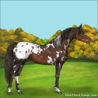Horse Color:White Spotted Liver Chestnut Appaloosa 