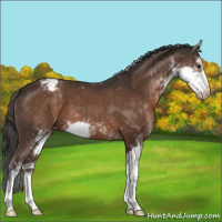Horse Color:Liver Chestnut Sabino Snowcap 