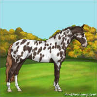 Horse Color:Liver Chestnut Sabino Appaloosa 