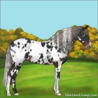 Horse Color:White Spotted Liver Chestnut Appaloosa 