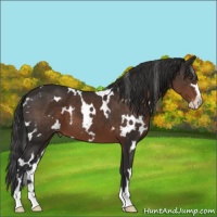 Horse Color:White Spotted Liver Chestnut Sabino Appaloosa 