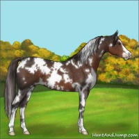 Horse Color:White Spotted Liver Chestnut Sabino 
