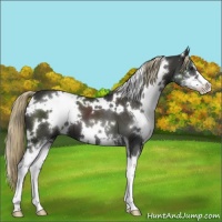 Horse Color:White Spotted Liver Chestnut Sabino 