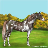 Horse Color:White Spotted Liver Chestnut Sabino 