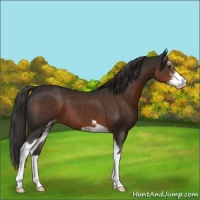 Horse Color:Liver Chestnut Sabino Appaloosa 