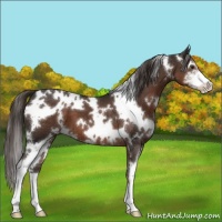 Horse Color:White Spotted Liver Chestnut Sabino 