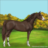 Horse Color:Liver Chestnut Sabino