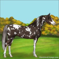 Horse Color:White Spotted Liver Chestnut Sabino 