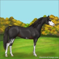 Horse Color:Liver Chestnut Sabino 